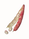 beans fasola